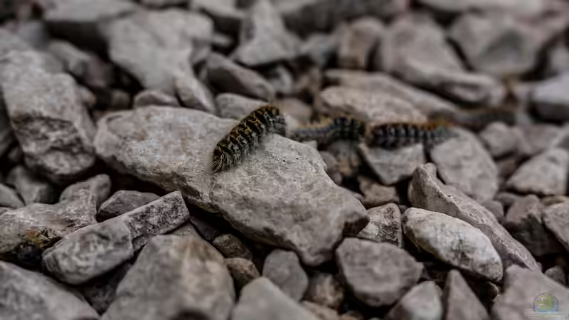 Eichenprozessionsspinner: Erkennen, Vorbeugen und Bekämpfen im eigenen Garten