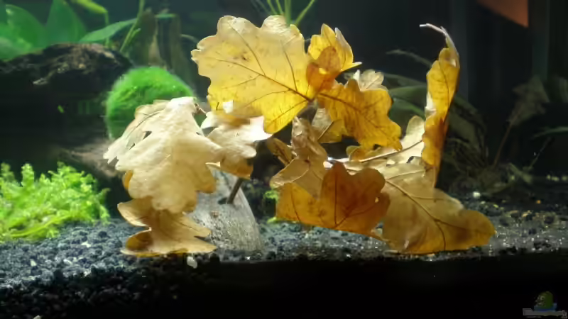 Einrichtungsbeispiele mit Savannenholz