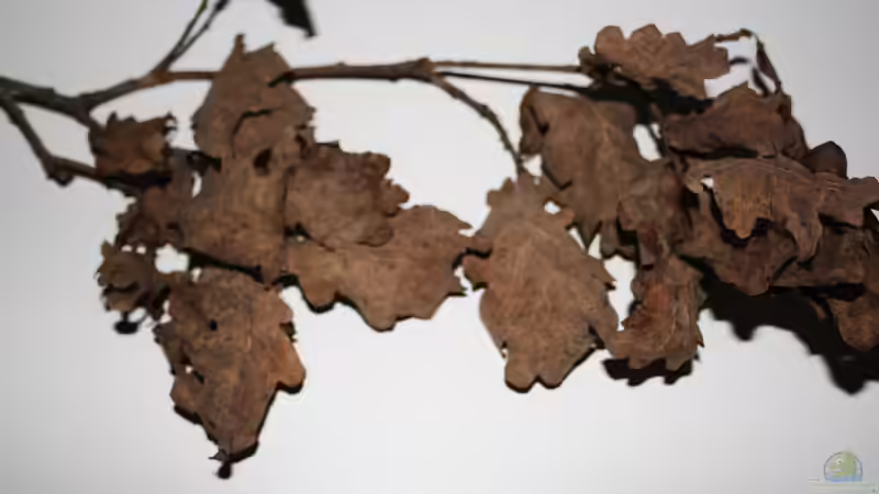 Eichenzweig mit Blattwerk, auch für das Becken von Florian Bandhauer (34)