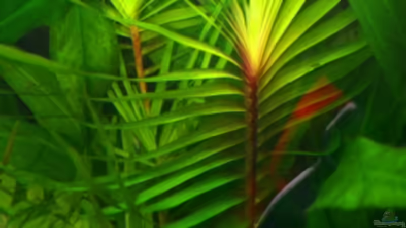 Eichhornia azurea (´Rotstängelig´)  von @mazonas (9)