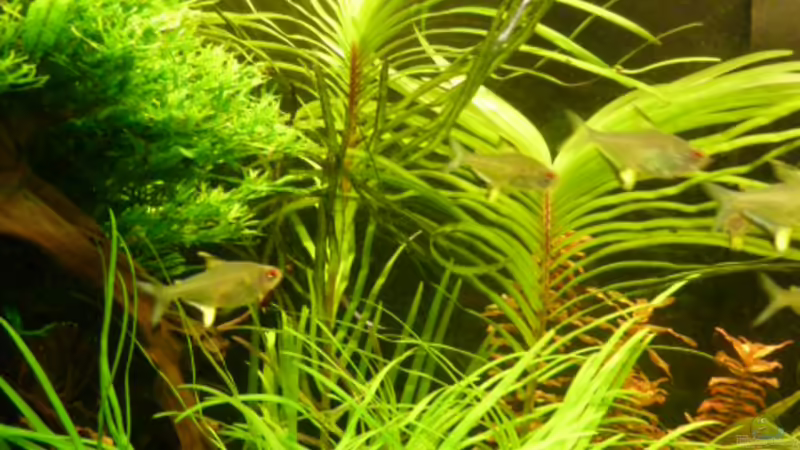 Eichhornia azurea von DieDa84 (9)