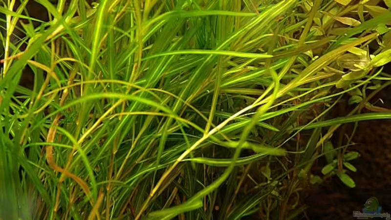 Eichhornia azurea im Aquarium pflegen (Einrichtungsbeispiele für Blaue Wasserhyazinthe)