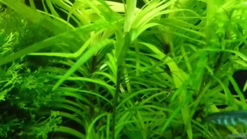 Eichhornia azurea im Aquarium pflegen (Einrichtungsbeispiele für Blaue Wasserhyazinthe)