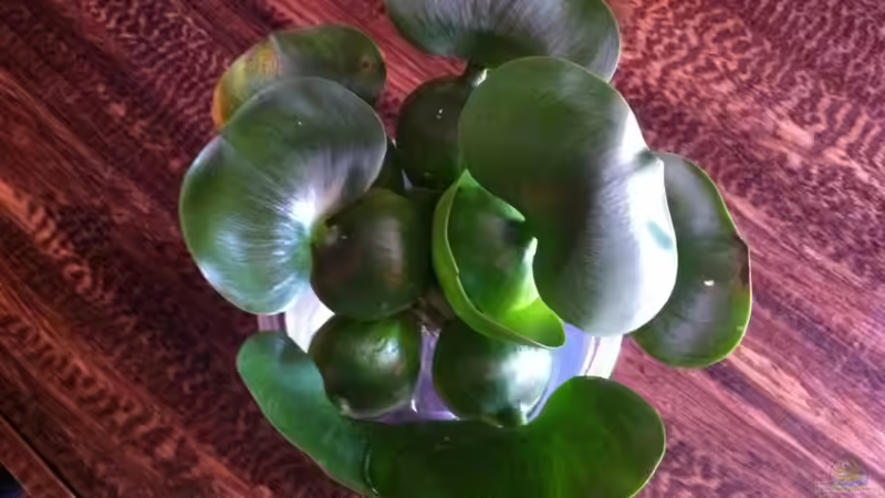 Eichhornia crassipes im Aquarium pflegen (Einrichtungsbeispiele für Dickstielige Wasserhyazinthe)