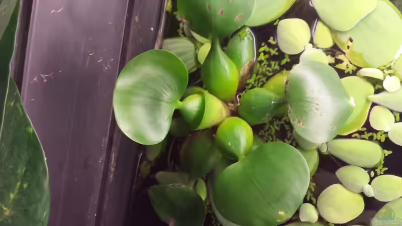 Eichhornia crassipes im Aquarium pflegen (Einrichtungsbeispiele für Dickstielige Wasserhyazinthe)