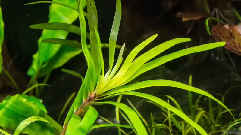 Eichhornia diversifolia 22.07.15 von Betta Chris (59)