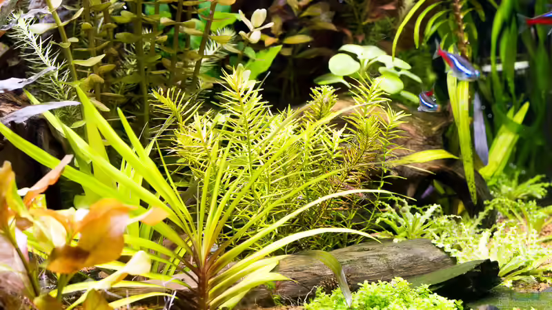 Eichhornia vor Moorkienholz von rasrol (15)