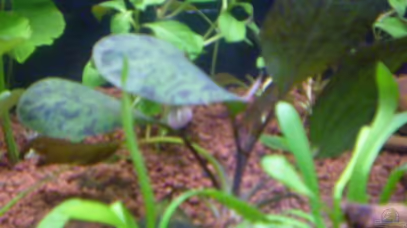 Eichinodorus ozelot von Salmlerfreund (4)