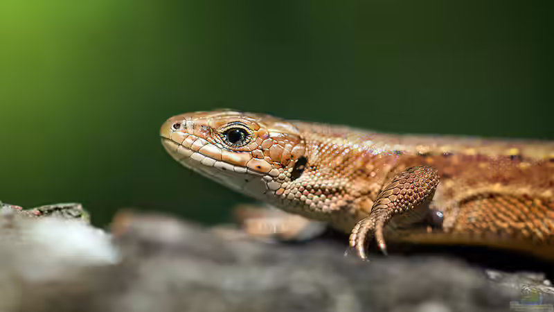 Eidechsen: Ein Überblick