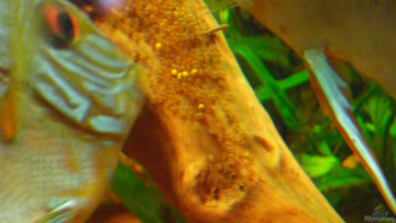 Eier am 13.09.2009 endeckt. Brutpflege von Eichi82 (28)