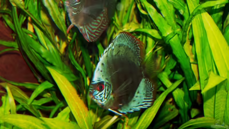 Eier auf Blatt  von peaches (12)