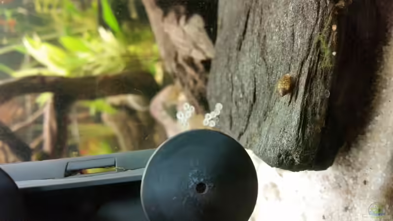 Eier der Corys. Leider kam kein Nachwuchs. von SvenDerGroße (9)