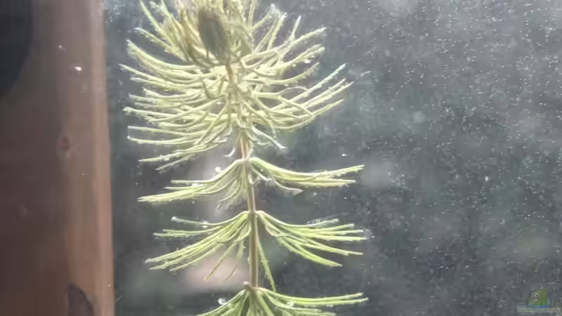 Eier der Elassoma von paris (42)