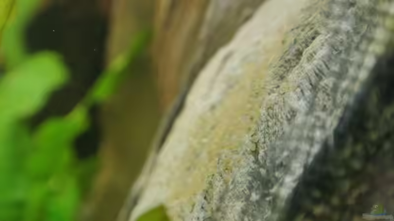 Eier der Mikrogeophagus ramirezi von Alsi (73)