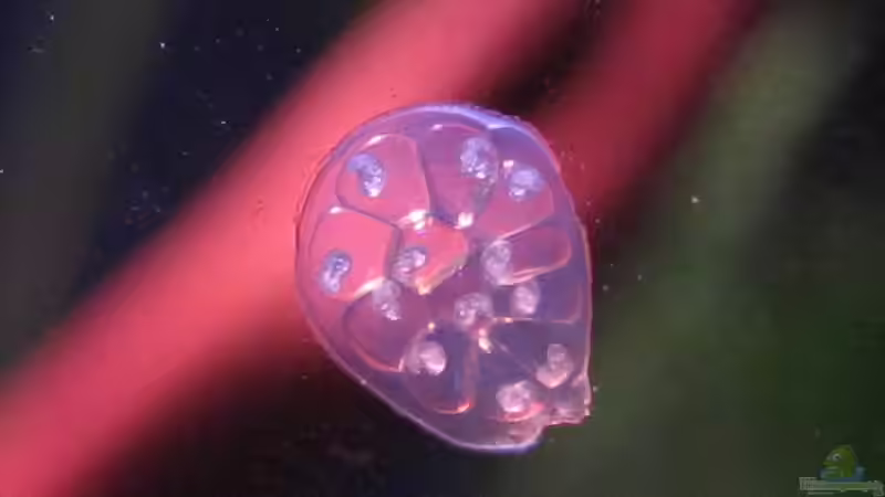 Aquarien mit Planorbella duryi (Kleine Posthornschnecke)