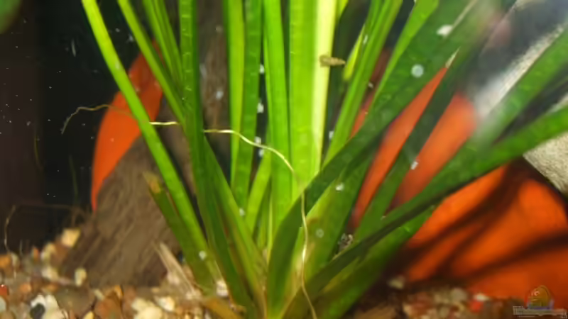 Eier der Raubturmdeckelschnecke von Stefan Hartl (6)