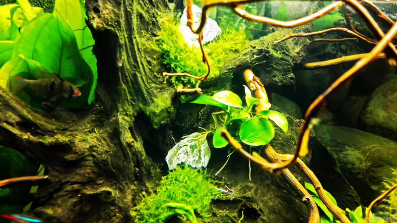 Eier in der Höhle auf der Wurzel  von Mike Reimann (33)