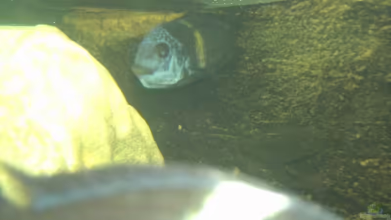 Eier tragendes Weibchen von Aqua92 (23)