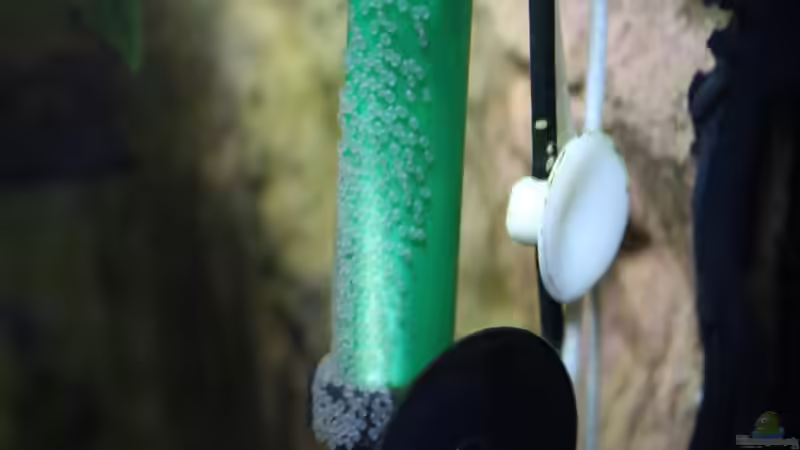 Eier von Altum von Ottche (180)