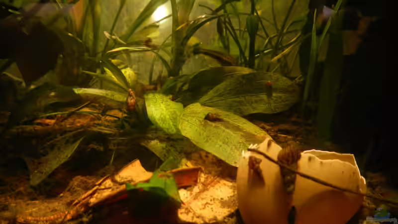 Eierschalen als Kalzium-Quelle von miv (5)