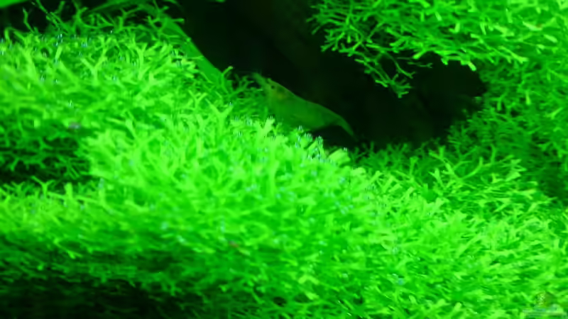 Eiertragende gelbe Garnele auf Riccia fluitanes von Katzenmutti (9)