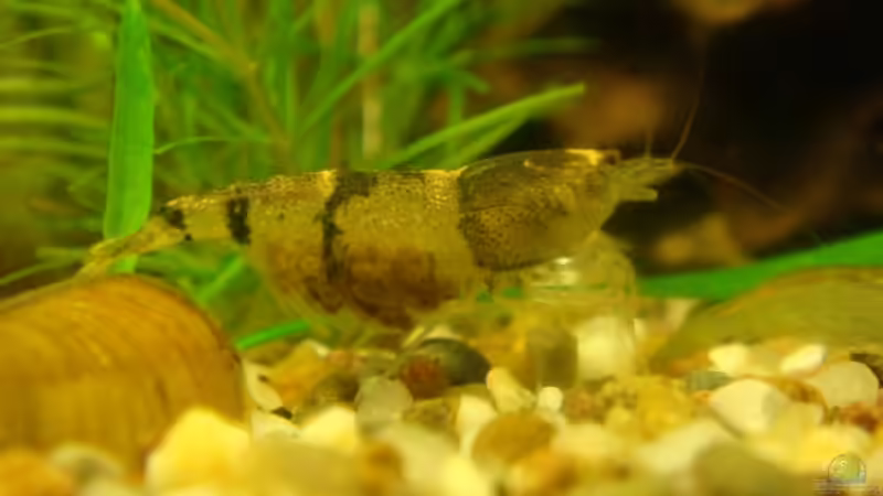 Einrichtungsbeispiele für Aquarien mit Hummelgarnelen (Caridina breviata)