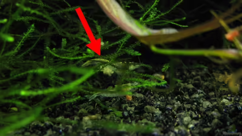 eiertragende WP von gestresster (Sven) (23)