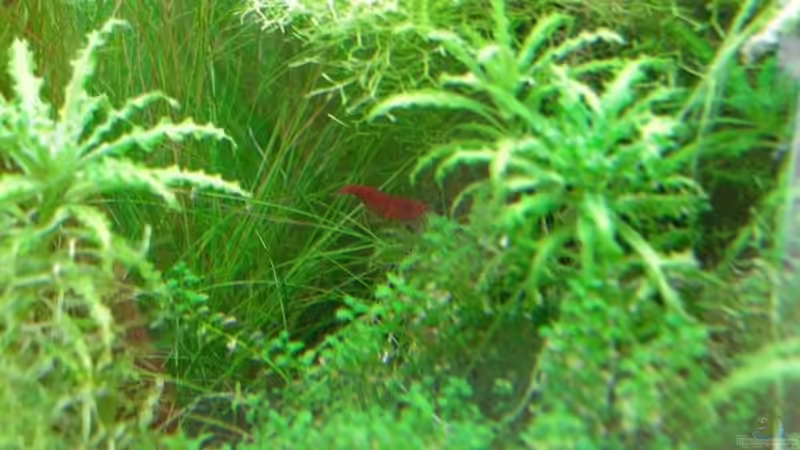 Eiertragendes Neocaridina heteropoda var. red Weibchen, leider etwas schlecht zu sehen :-( von Patric (11)