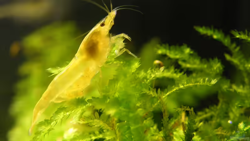 Eiertragendes Weibchen von Tino Laue (29)