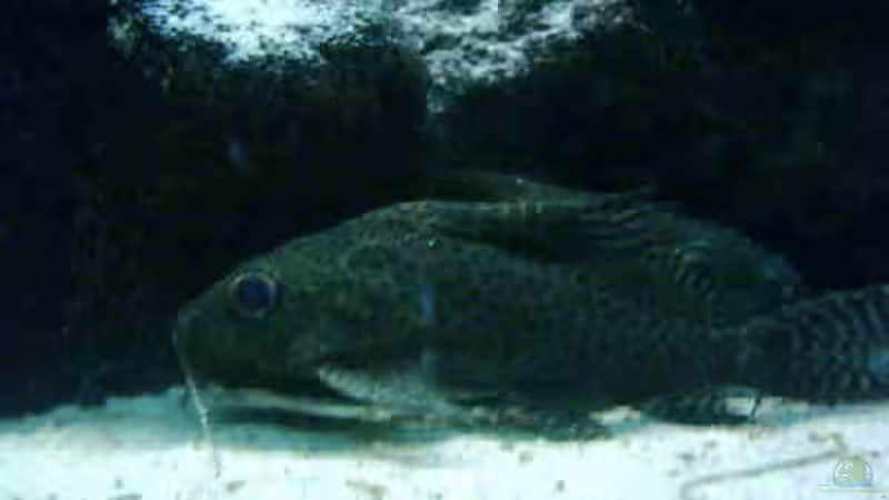 Eifleck-Synodontis von Torsten Höppner (3)