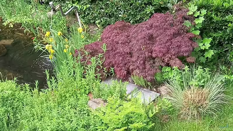 Eigenbaufilter unter rotem Ahorn von Acero (9)