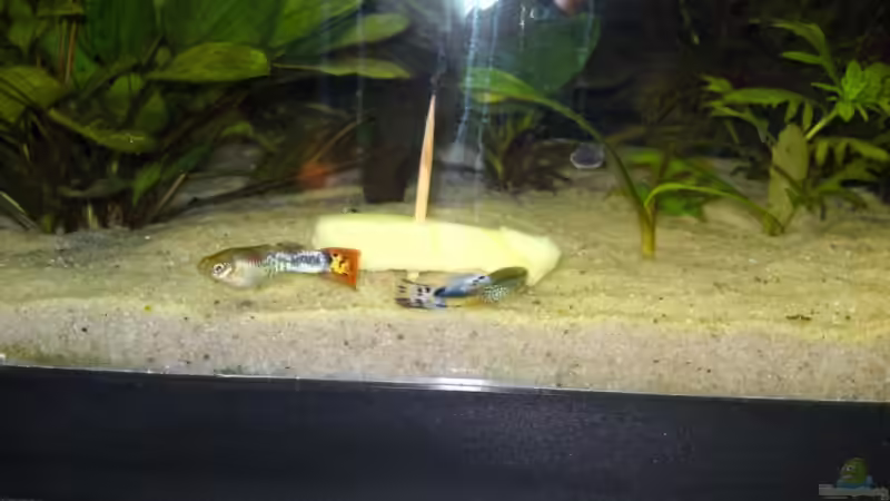 eigene Guppy nachzucht von Rebel (5)