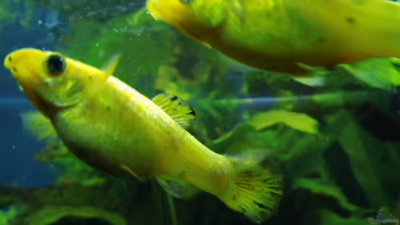 eigene Kreuzung :) (stolz) von aqua david (32)