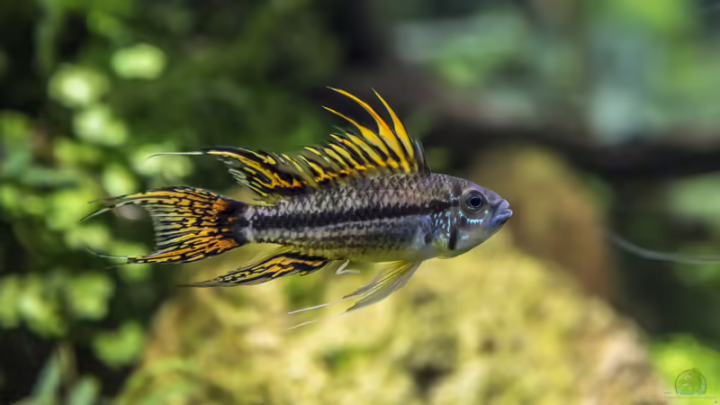 eigene Nachzucht Kakadu-Zwergbuntbarsch Männchen  von JARB (57)