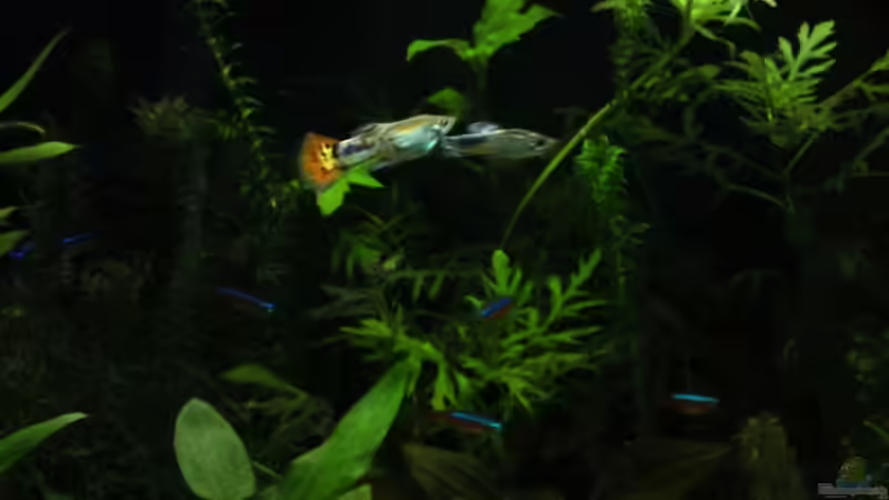 eigene nachzucht von Rebel (6)