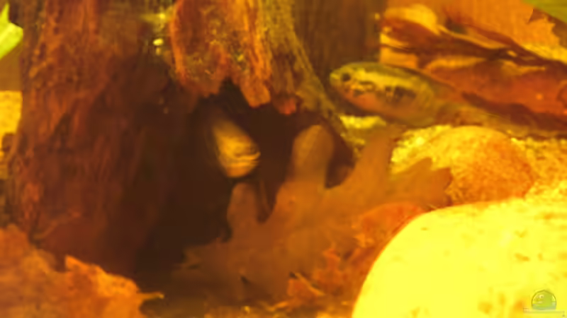 Eigenheim des L. dorsigera-Pärchen / 20.07.2013 von Südamerikafreak BK (70)