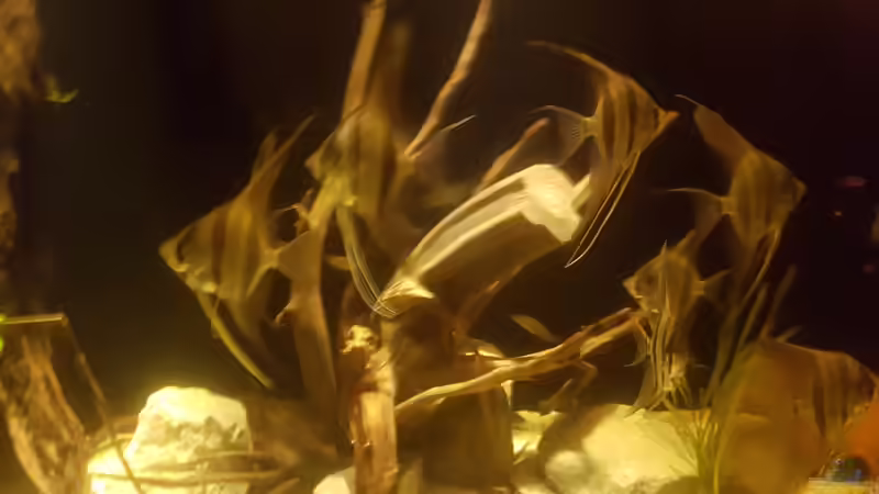 Eigentlich wollte ich ja die Wurzel drauf bekommen .. und obwohl sie gefressen haben von Kevin Fruhen (3)