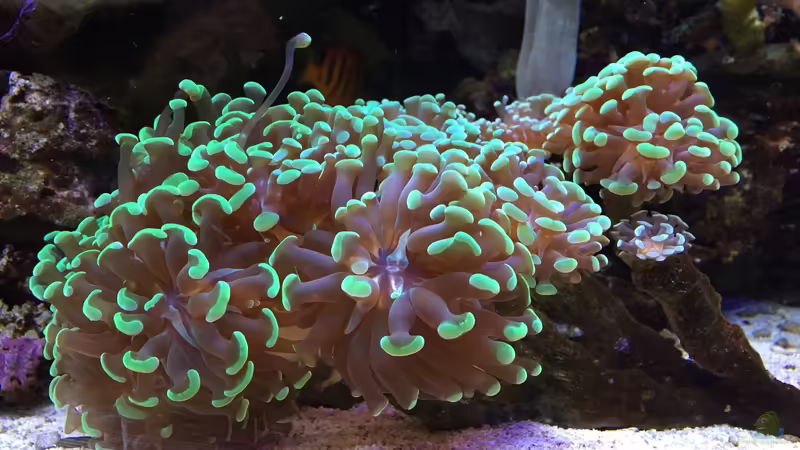 Eigenzucht von Markus.T (11)