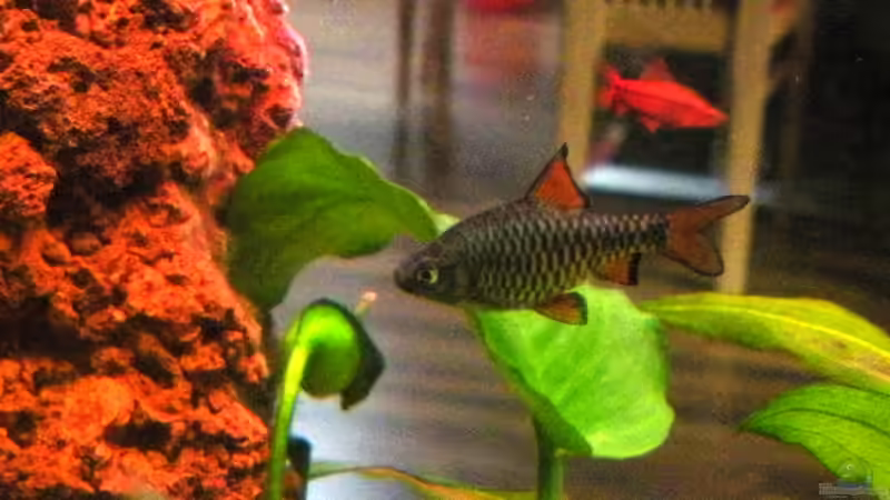 Eilandbarbe von Alex Dihu (13)