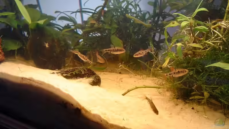 Eilandbarben von Gerd Grau (6)