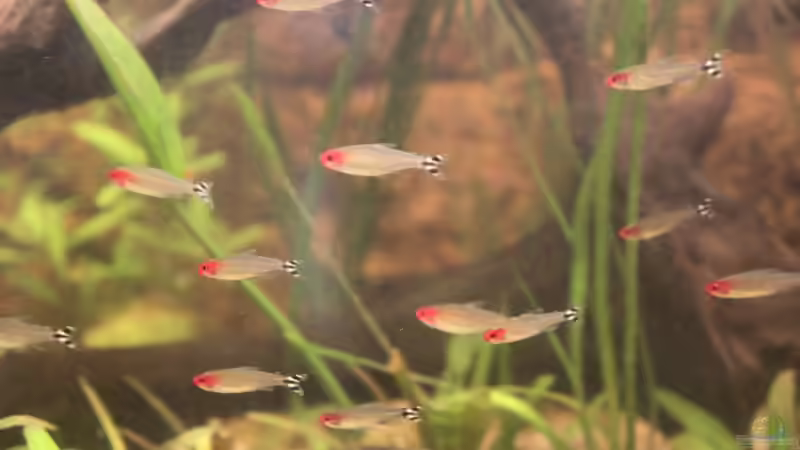 Ein  Teil des Rotkopfschwarms von Maximilian Landrock (8)