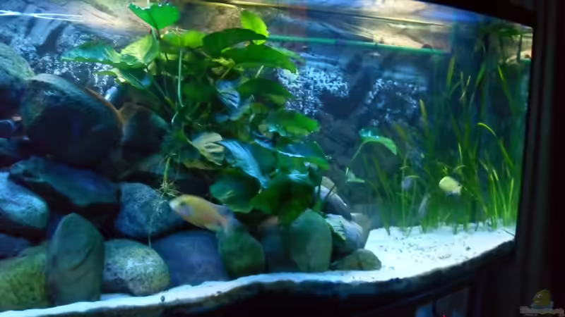 ein anderer Blick von delphin (2)