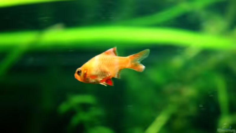 Ein Aquarium-Komplett-Set zum Schnäppchenpreis und was daraus wurde!