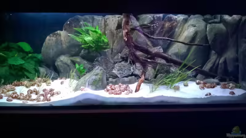 Ein Aquarium selbst bauen - Eine gute Idee?