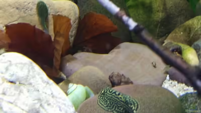 Ein Artenbecken lohnt sich für diese Kobolte.... von Miss Kasimir (28)