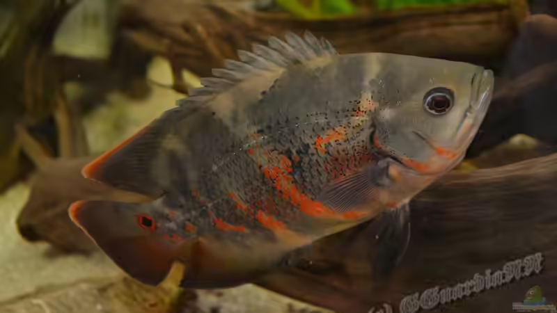 Ein Astronotus sp. ´Bahia Red´, das knallige Rot kommt durch. von GGuardiaNN (93)