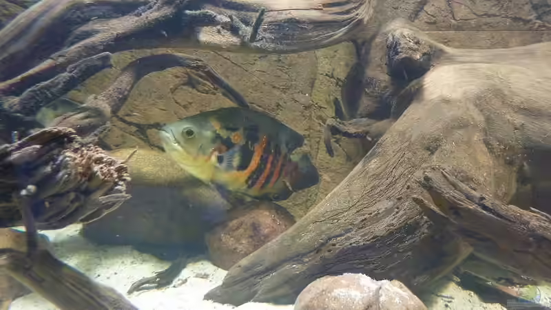 Wurzeln und Holz im Aquarium (Einrichtungsbeispiele mit Holz als Dekoration)