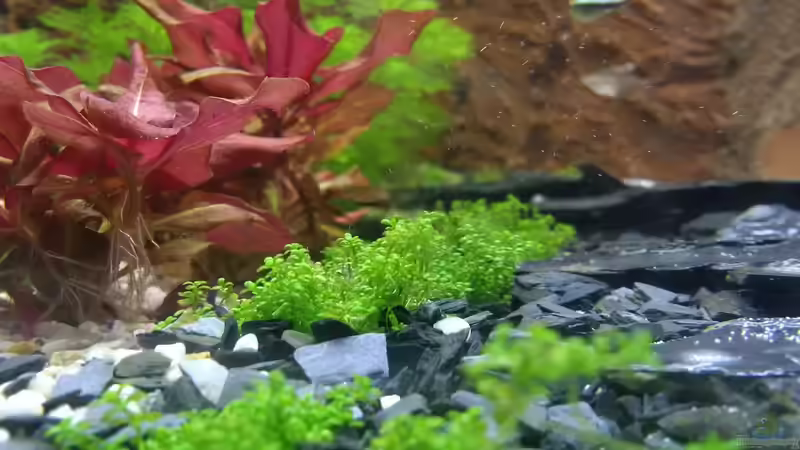 Ein Ausschnitt des Mittelteils.  von Sanyarhu (1)