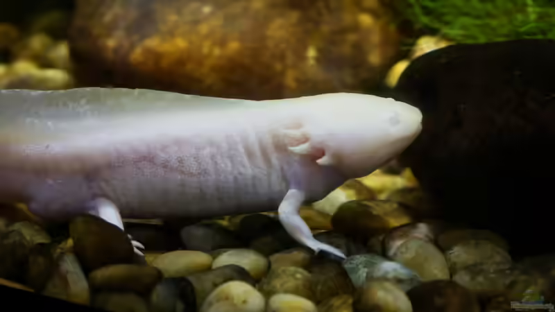 Ein Axolotl halten: Welche Kosten entstehen?