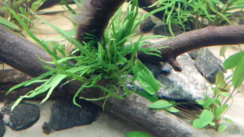 Ein Bakterienrasen überzieht sämtliches Holz von Merotheq (37)